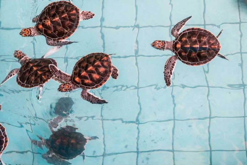 Khao Lak Safari schildpadden Turtle conservation center