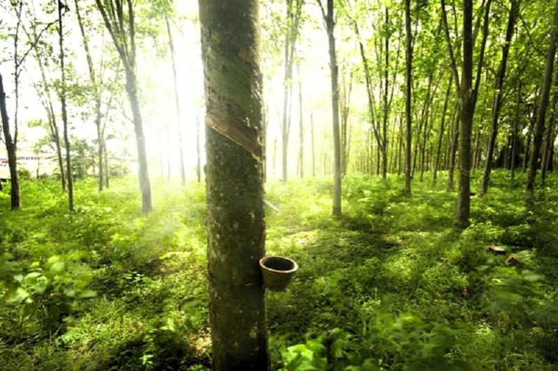 Tractor trip Green wood Travel Kanchanaburi