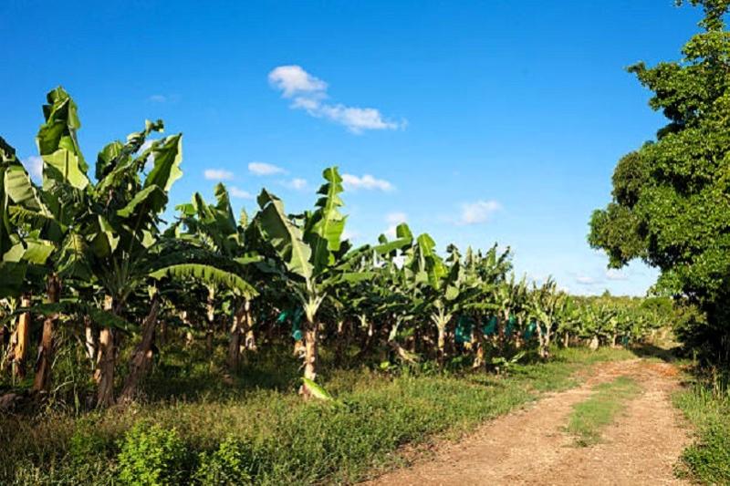 Tractor trip Greenwood Travel River Kwai