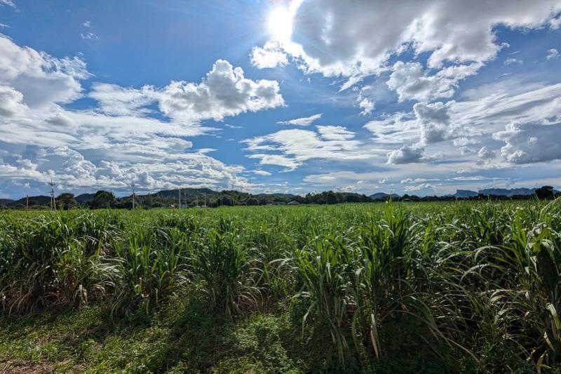 Tractor tour boer Thailand Kanchanaburi