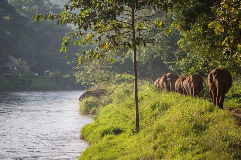 elephant-nature-park-halvedag-excursie