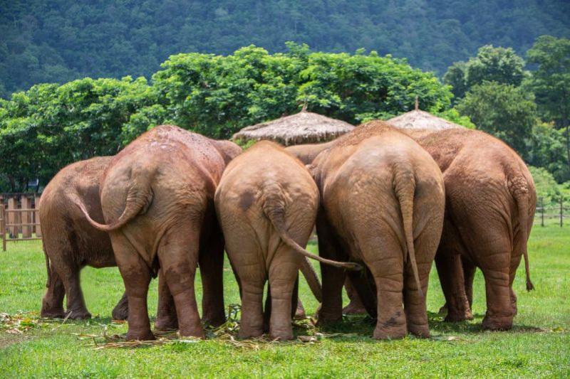 Olifanten spotten – Elephant Nature Park