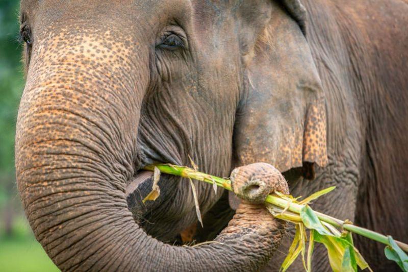 elephant-nature-park-halvedag-excursie