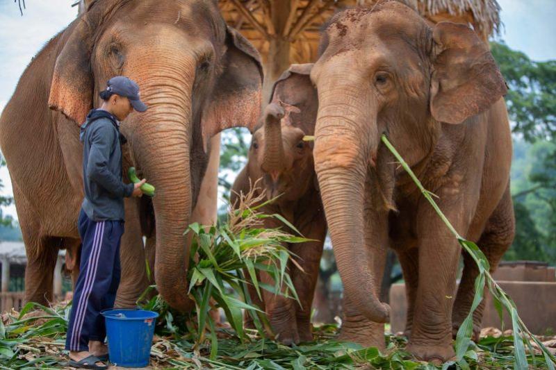Olifanten spotten – Elephant Nature Park