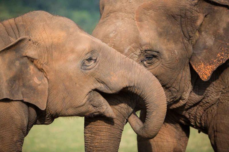 elephant-nature-park-halvedag-excursie