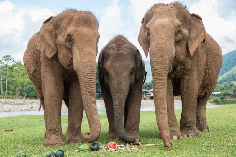 halve-dag-olifanten-excursie-chiang-mai