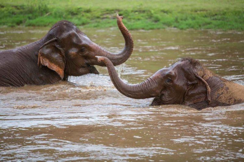 Olifanten spotten – Elephant Nature Park