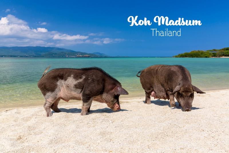 Zwemmen met varkens op Koh Matsum