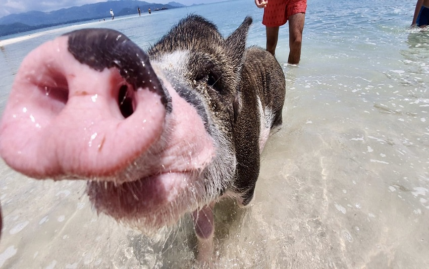 Adventure Coral Islands - vol plezier en avontuur