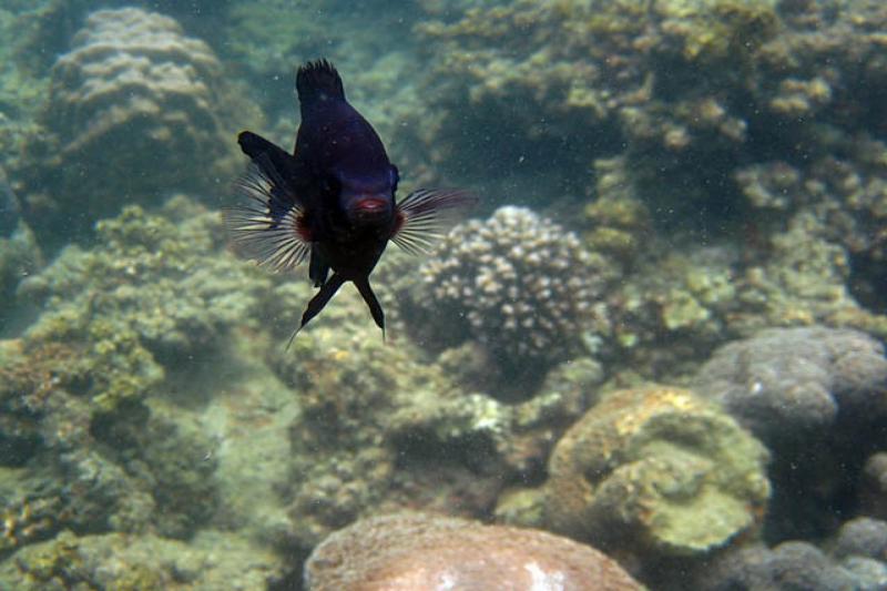 Adventure Coral Islands - vol plezier en avontuur