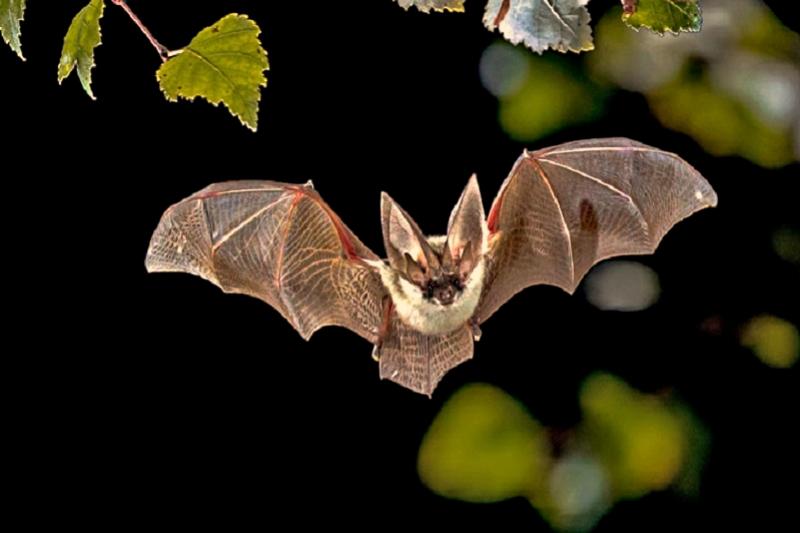 Vliegende honden Thailand