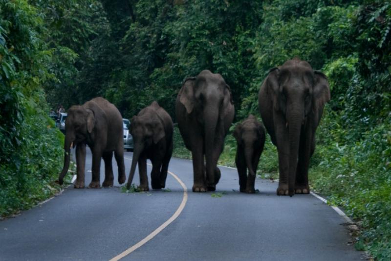 olifanten uitstapje thailand