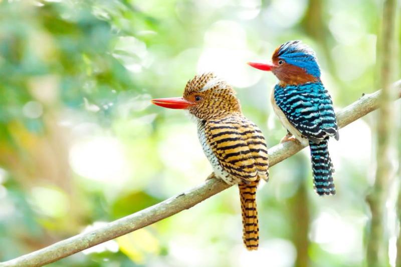 Vogels spotten thailand