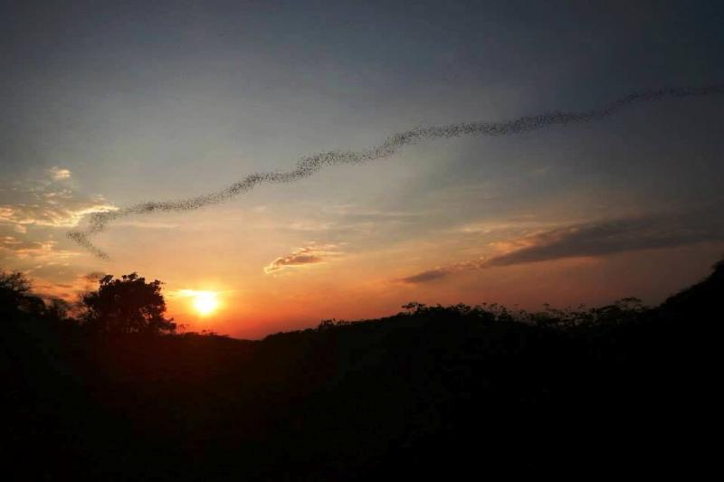 vleermuizen excursie thailand