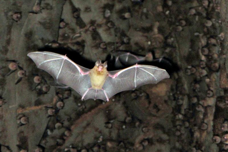 vleermuizen grot bezoeken