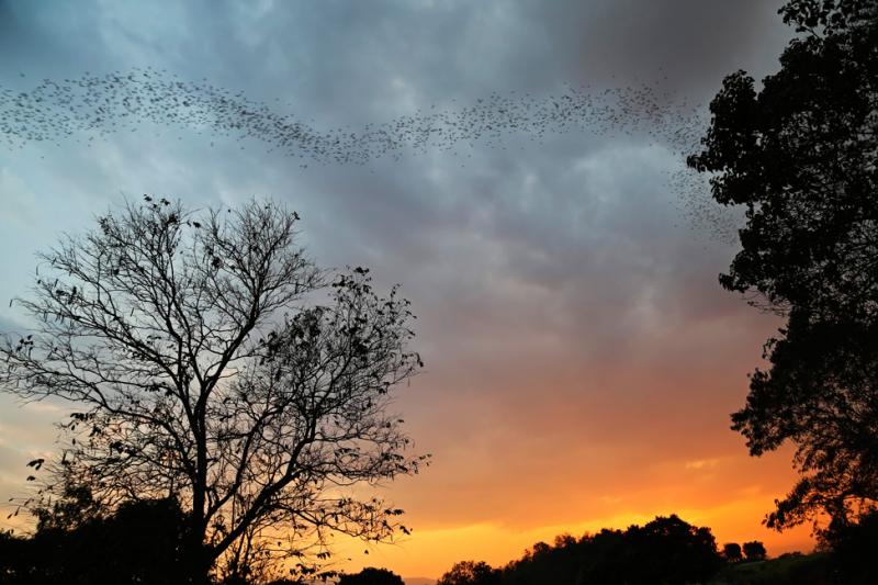De vleermuizengrot en een dag in het park 1/2 + 1 dag