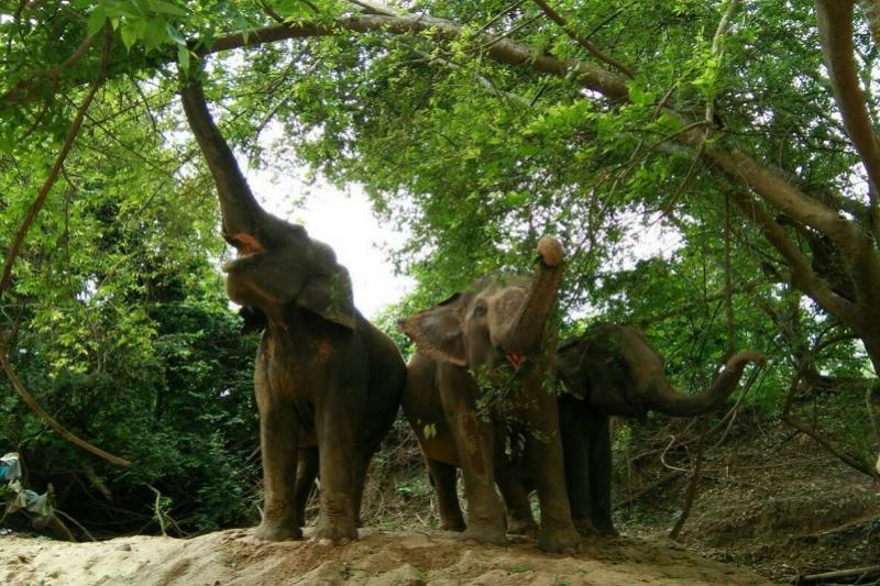Elephant Haven dagtrip