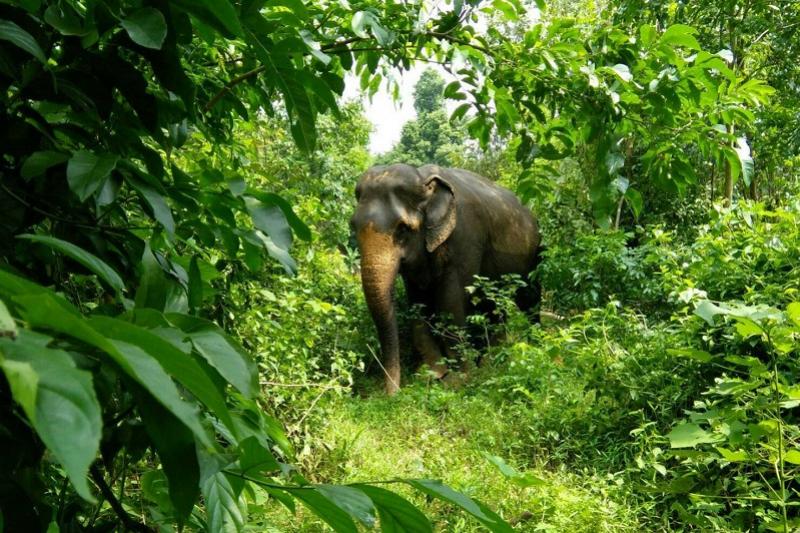 Elephant Haven dagtrip