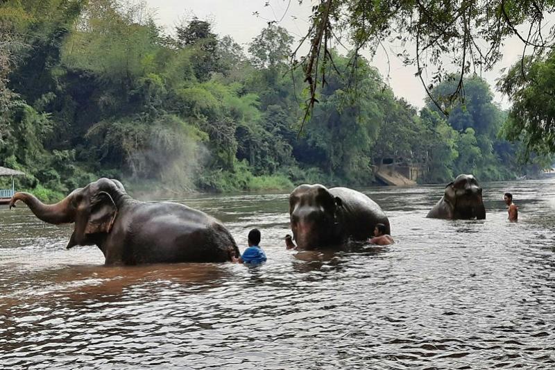 Elephant Haven zwemmen met olifanten