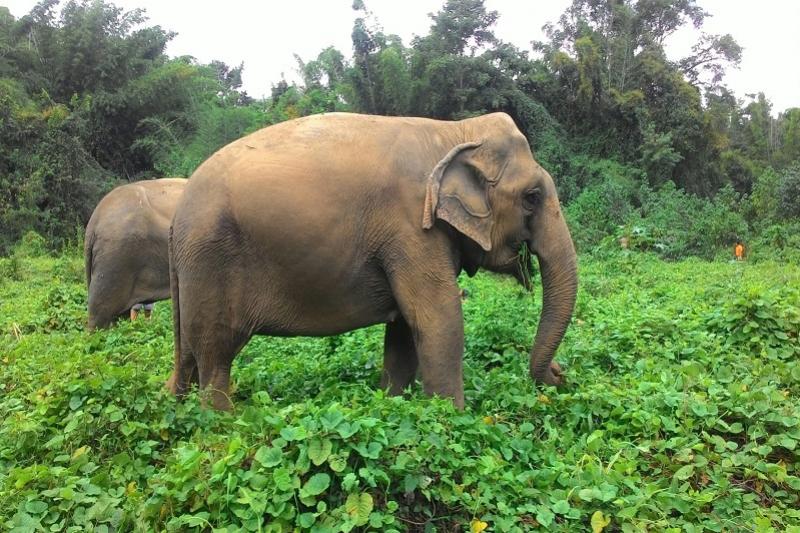 Elephant Haven Sai Yok national park