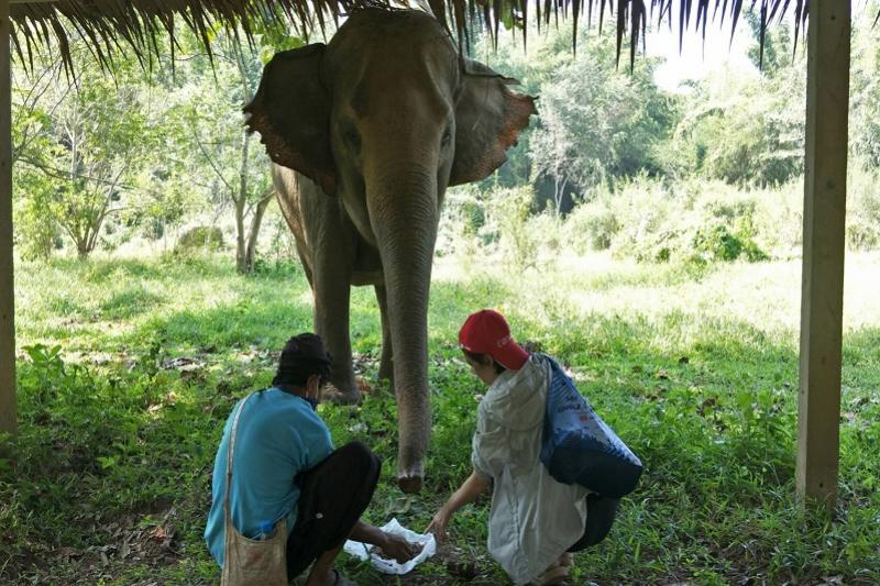 Elephant Haven Kanchanaburi