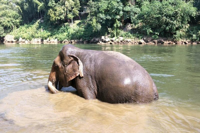 Elephant Haven greenwood
