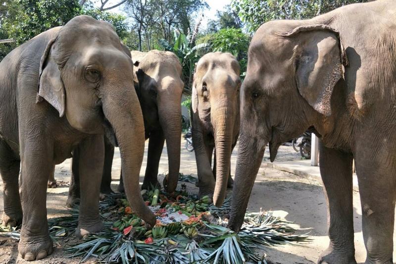 Elephant Haven greenwood