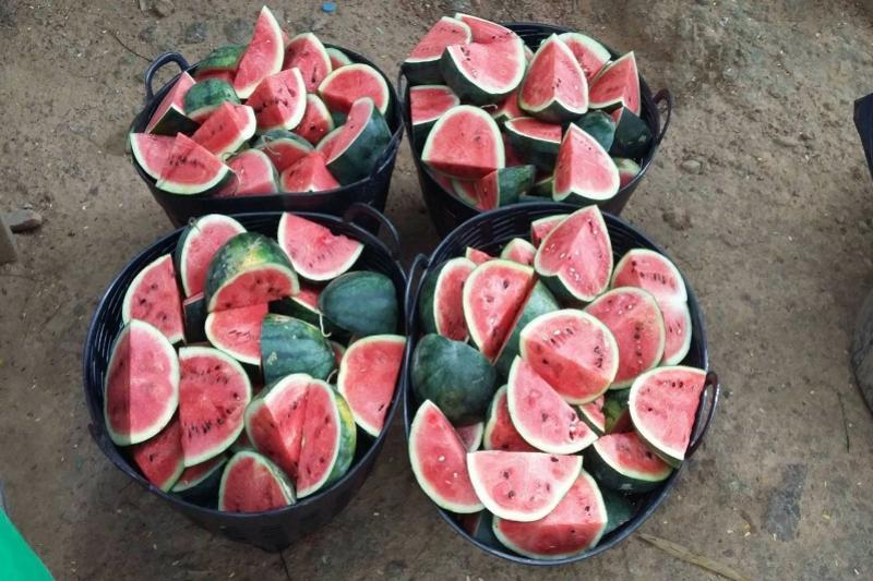 Elephant Haven greenwood