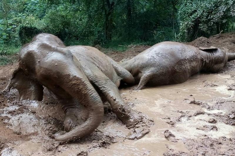 Elephant Haven olifanten opvang