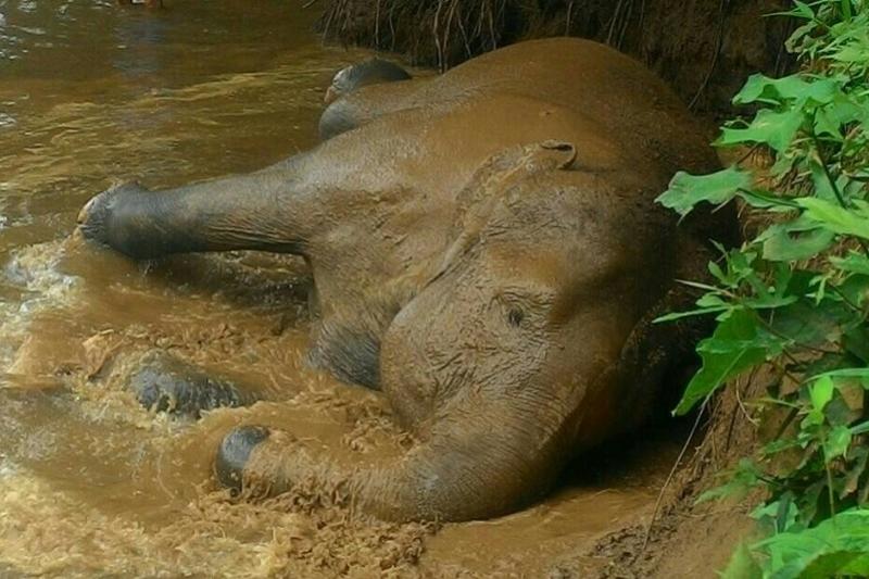 Elephant Haven olifanten opvang