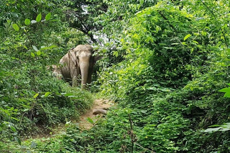 Elephant Haven olifanten opvang