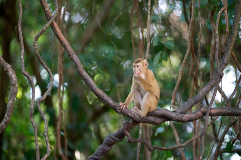 Wildlife Thailand Greenwood Travel