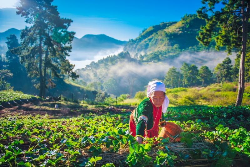 Fietsen Fatbike Adventure in Chiangmai