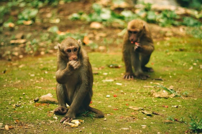 Gouden Driehoek en Chiang Mai Green Wood Travel Hall of Opium