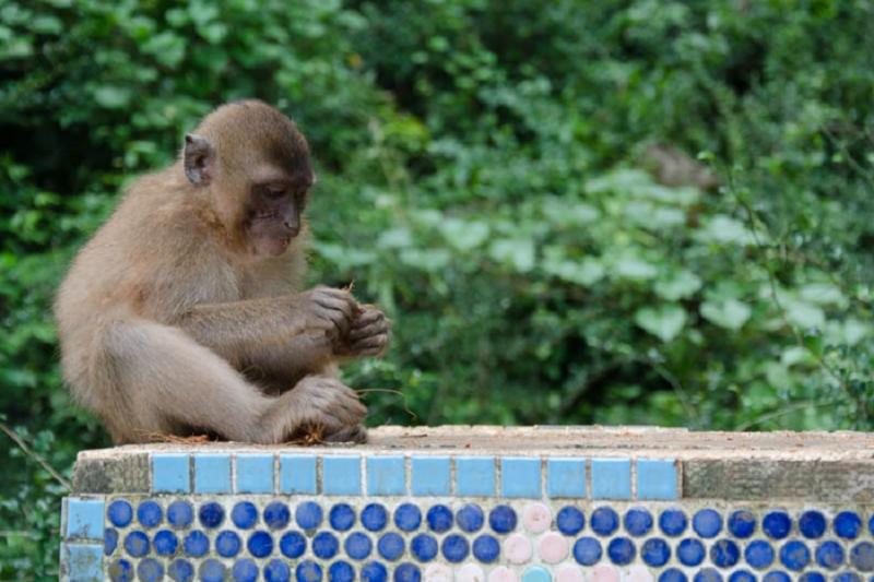 Khao Sok Kajak trip Greenwood