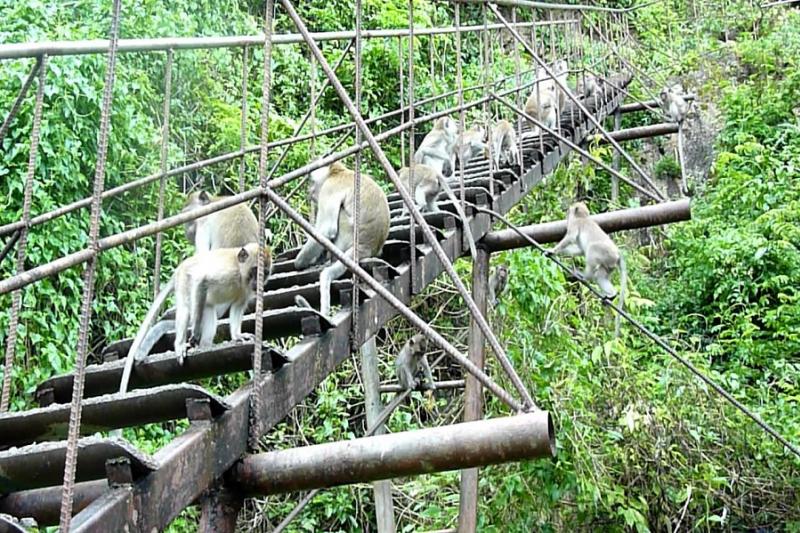 Khao Sok Kajak trip Greenwood