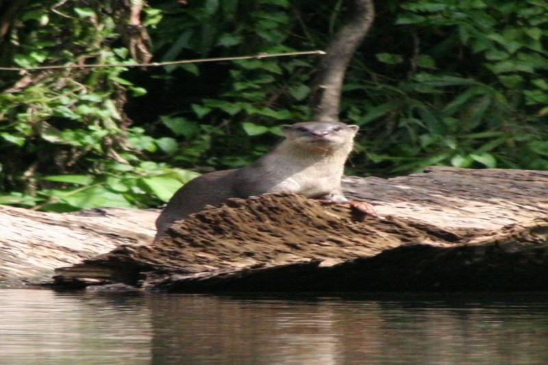 Khao Sok Kajak trip Greenwood