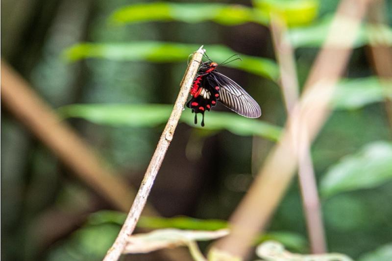 Khao Sok Kajak trip en apentempel