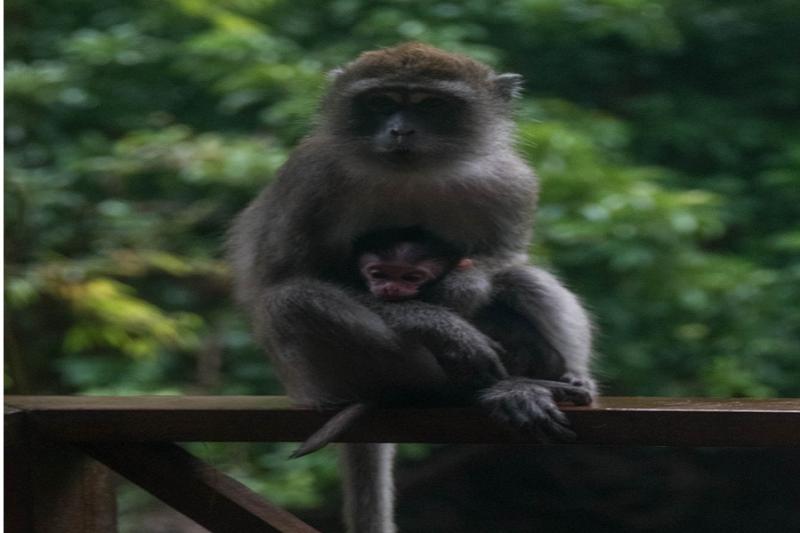 Khao Sok Kajak trip en apentempel