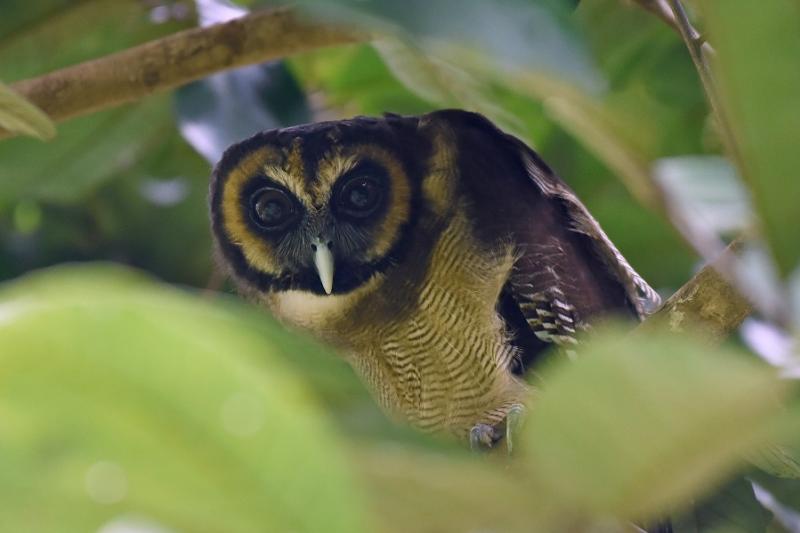 Khao Sok Kajak trip en apentempel